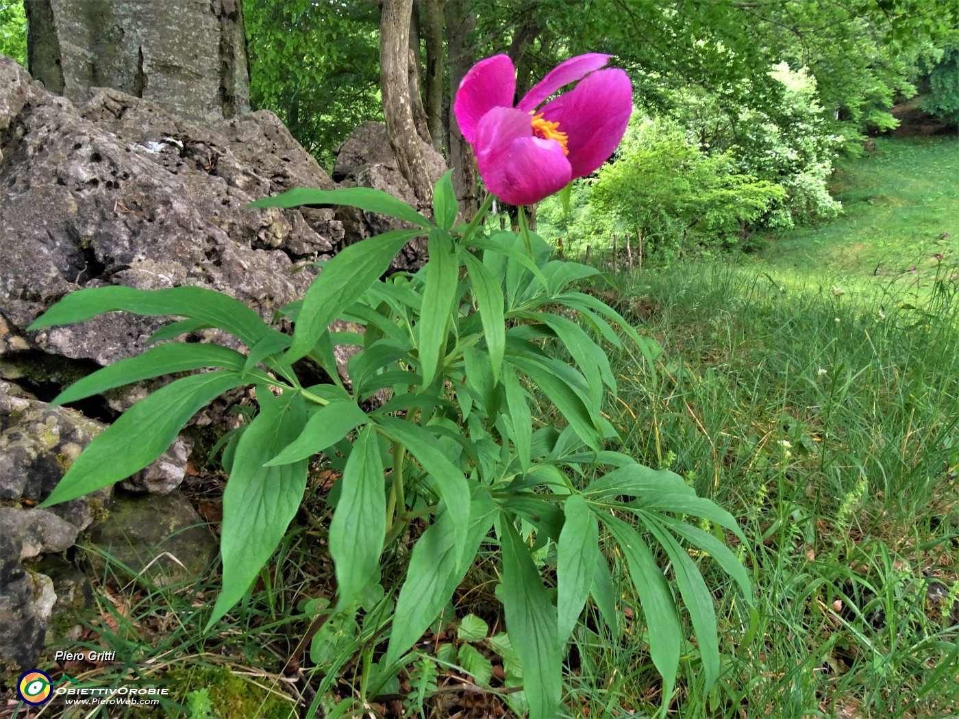 53 Paeonia officinalis (Peonia selvatica dello Zucco).JPG